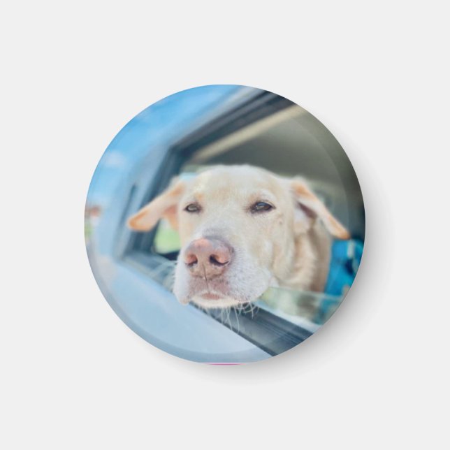 Dog Hanging Out Car Window Sunny Day Button Magnet (Front)
