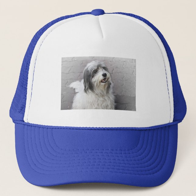 Dog Hat (Front)