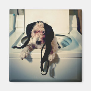 Dog helping out with the wash magnet
