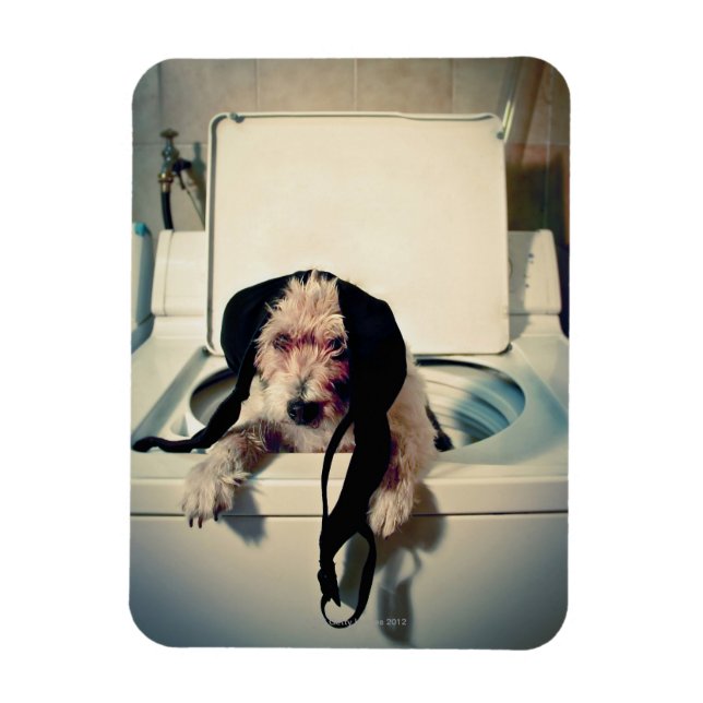 Dog helping out with the wash magnet (Vertical)