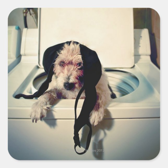 Dog helping out with the wash square sticker (Front)
