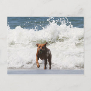 Dog - Here I Come... Postcard