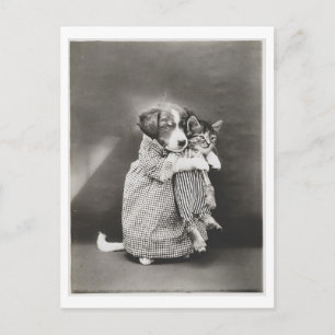 Dog Holding Cat and Wearing Clothes Vintage Oddity Postcard