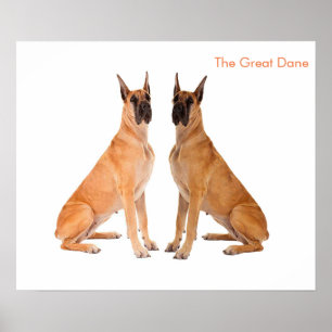 Dog Image for Poster