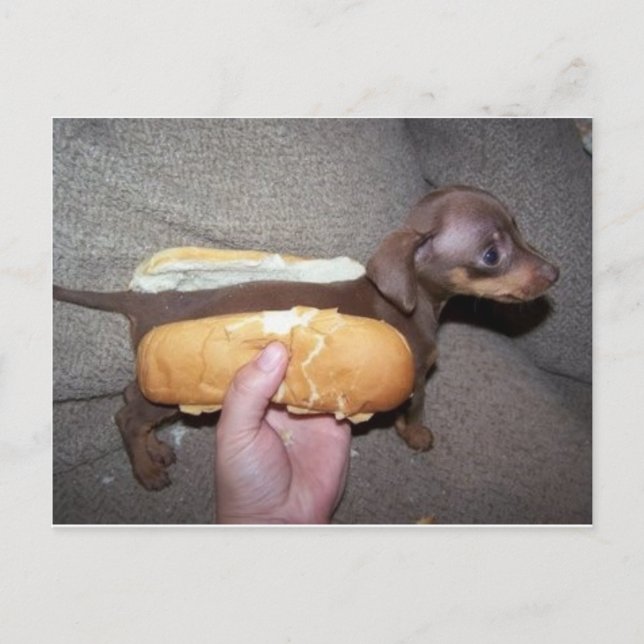 Dog in a Bun Postcard (Front)