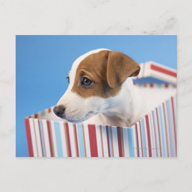 Dog in a Gift Box Postcard (Front)