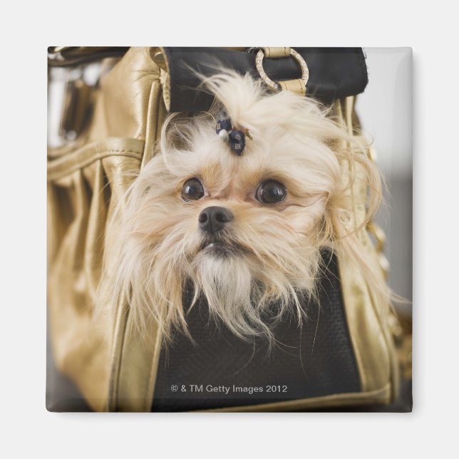 Dog in a purse magnet (Front)