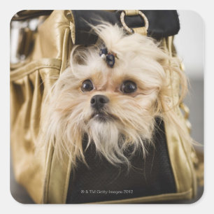 Dog in a purse square sticker