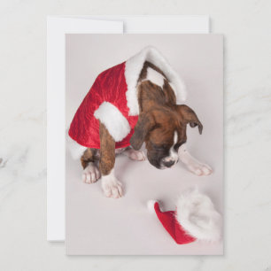 Dog in a Santa costume Holiday Card