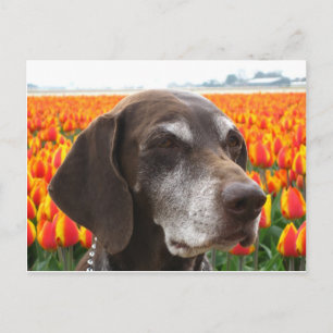 dog in a tulip field postcard