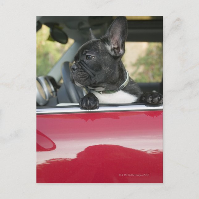 Dog in car postcard (Front)