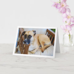 Dog in Chair Portrait Card