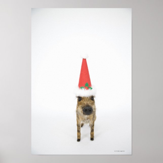 Dog in Christmas hat Poster (Front)
