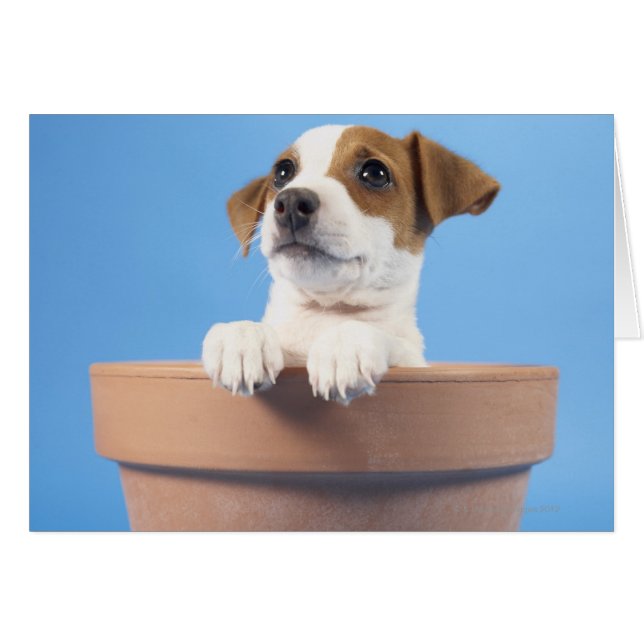 Dog in flowerpot (Front Horizontal)