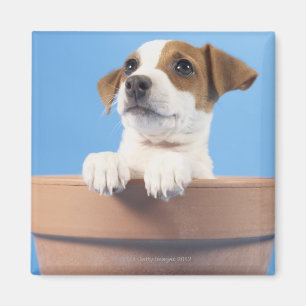 Dog in flowerpot magnet