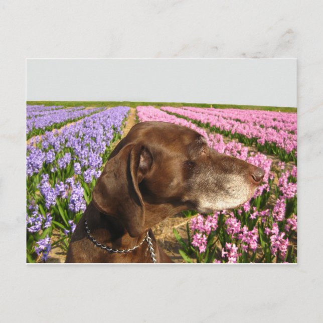 dog in front of a spring flower field postcard (Front)