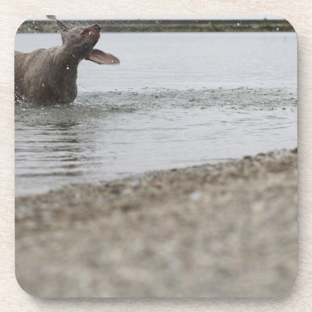 Dog in Lake Shaking Off Water Coaster (Front)