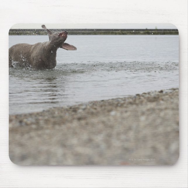 Dog in Lake Shaking Off Water Mouse Mat (Front)