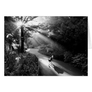 Dog in morning sunlight