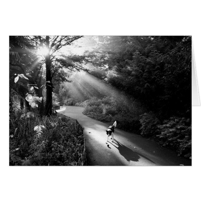 Dog in morning sunlight (Front Horizontal)