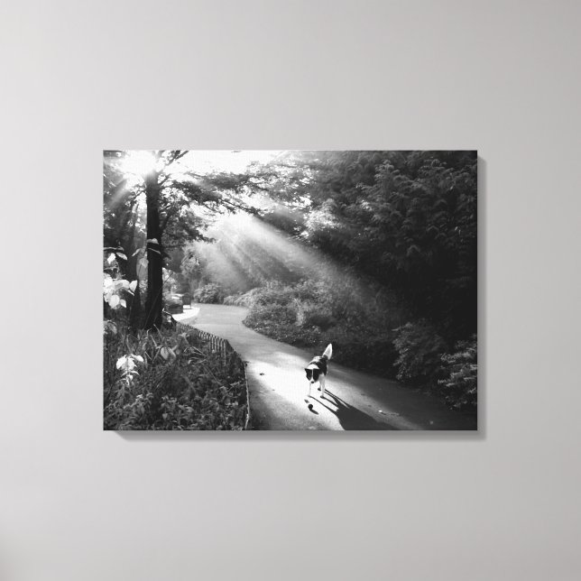 Dog in morning sunlight canvas print (Front)