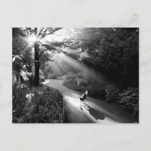 Dog in morning sunlight postcard