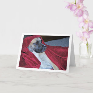 Dog in Red Blanket Portrait Card