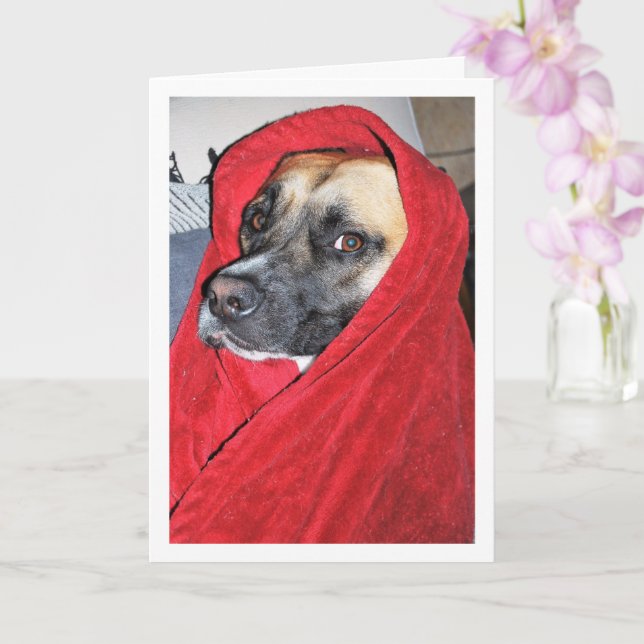 Dog in Red Blanket Portrait Card (Orchid)