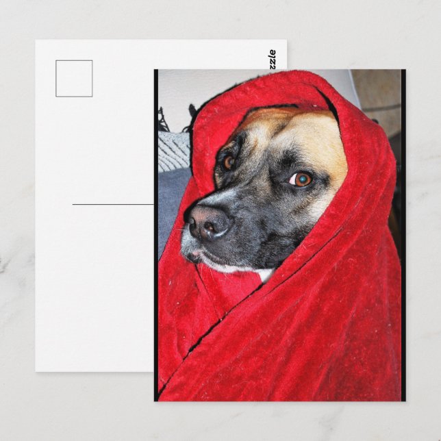 Dog in Red Blanket Portrait Postcard (Front/Back)
