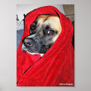 Dog in Red Blanket Portrait Poster