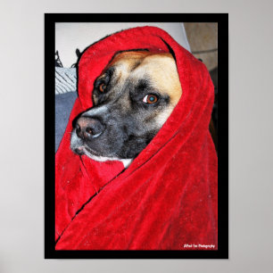 Dog in Red Blanket Portrait Poster