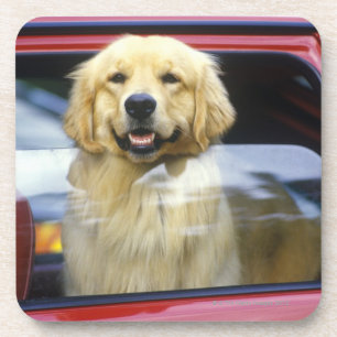 Dog in red car window coaster
