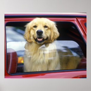 Dog in red car window poster