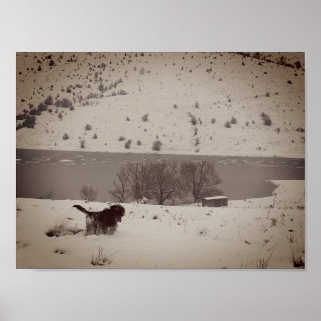 Dog in the snow Value Poster Paper (Front)