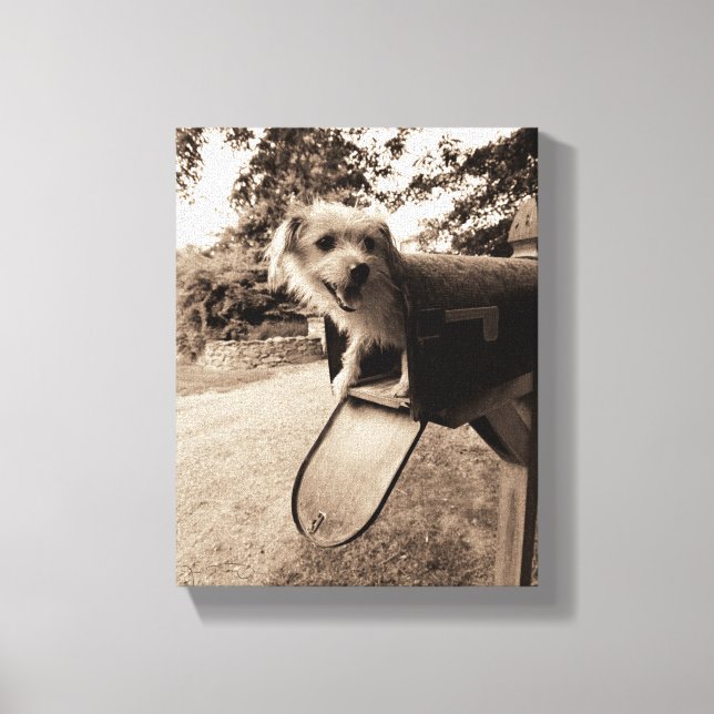 Dog Inside a Mailbox Canvas Print (Front)