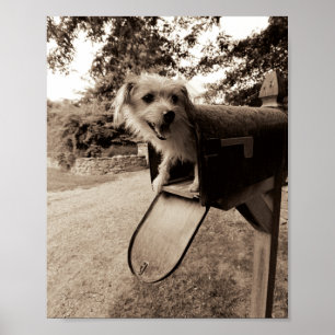 Dog Inside a Mailbox Poster