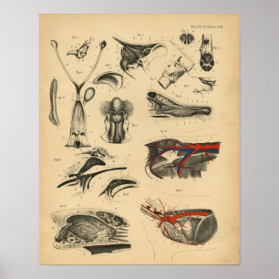 Dog Internal Anatomy 1908 Vintage Print