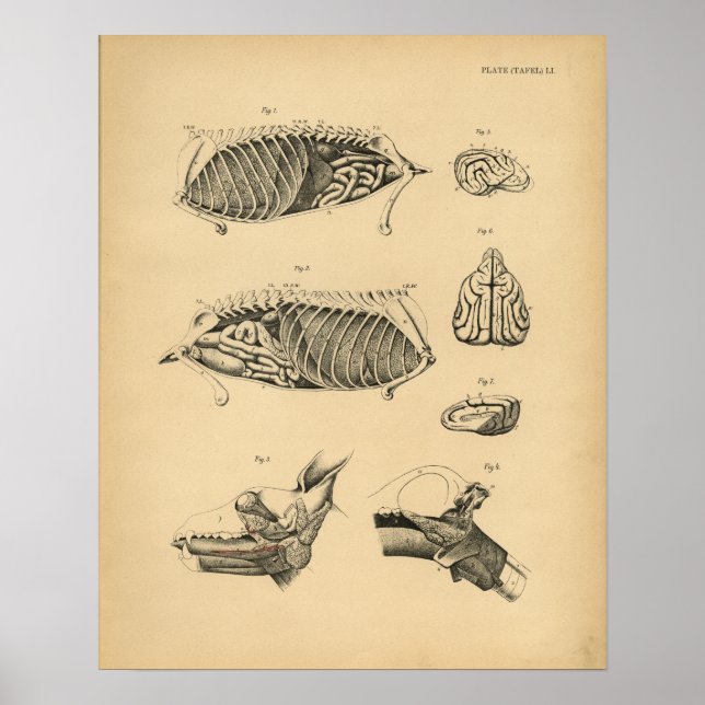 Dog Internal Organ Anatomy 1908 Vintage Print (Front)