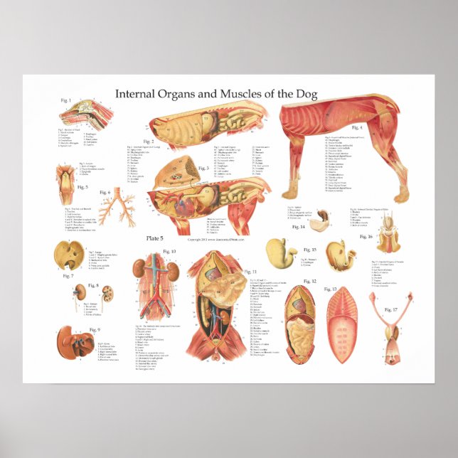 Dog Internal Organ Anatomy Poster Chart (Front)