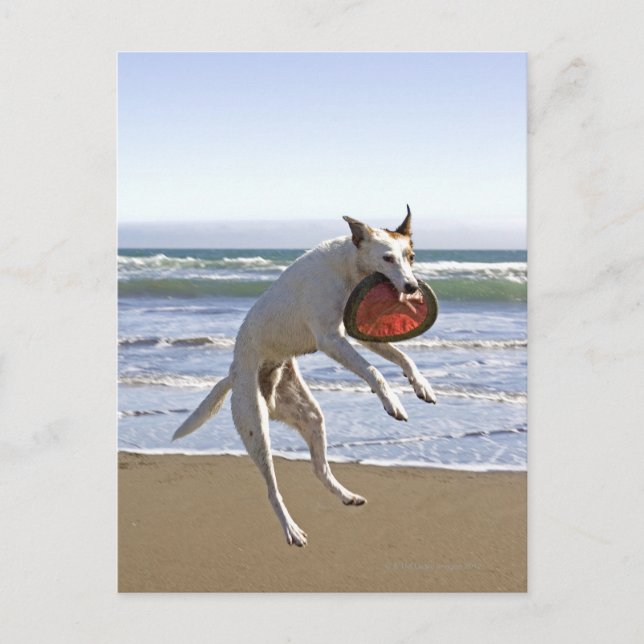 Dog jumping to catch a frisbee on beach postcard (Front)