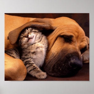 Dog & Kitten Poster