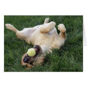 Dog laying upside down in grass with tennis ball
