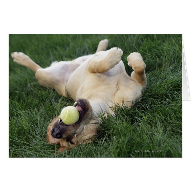 Dog laying upside down in grass with tennis ball (Front Horizontal)