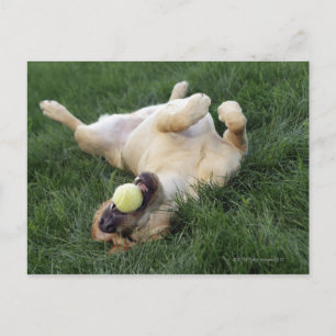 Dog laying upside down in grass with tennis ball postcard