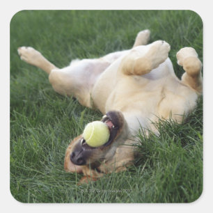 Dog laying upside down in grass with tennis ball square sticker