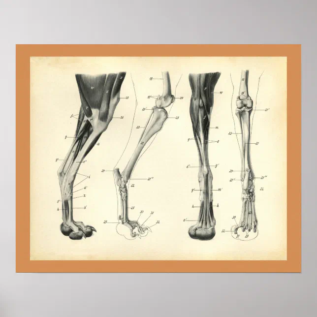 Dog Leg Bones Muscle Veterinary Anatomy Print Zazzle