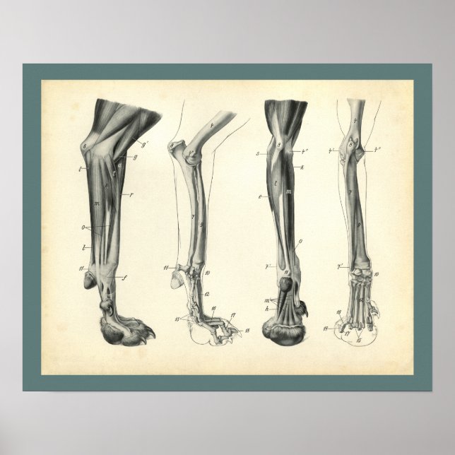 Dog Leg Bones Muscles Veterinary Anatomy Print (Front)