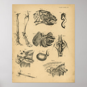 Dog Leg Head Anatomy 1908 Vintage Print