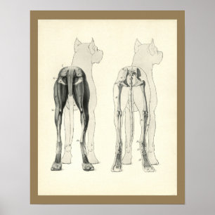 Dog Leg Skeleton Muscle Anatomy Print