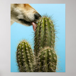 Dog licking cactus, close-up poster